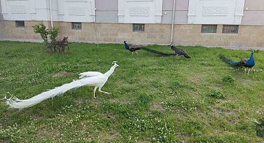 Sınırda 5 tavus kuşu ele geçirildi