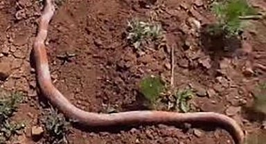 Su kuyusu kazısında 2 metrelik yılan çıktı