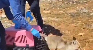 Tedavisi tamamlanan tilki doğaya salındı
