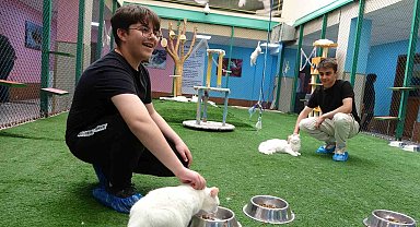 Van Kedi Villası bayram tatilinde ziyaretçilerini ağırlıyor