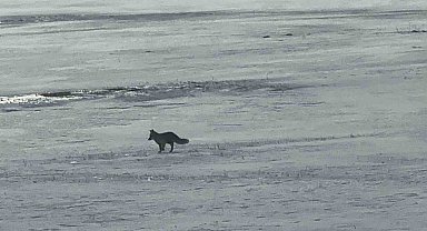 Van'da aç kalan tilkiler karda yiyecek aradı