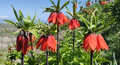 Van'da açan ters laleler göz kamaştırıyor