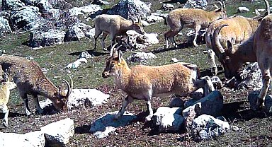 Yaban keçisi sürüsü fotokapanla görüntülendi