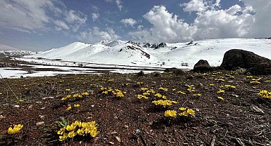 Yüksekova'da baharın müjdecisi çiçekler mest etti