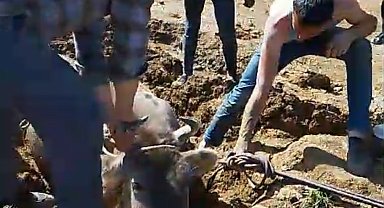 Yüksekova'da bataklığa saplanan ineği itfaiye kurtardı