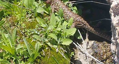 Yüksekova'da sarı benekli semender görüldü