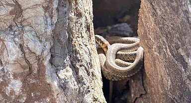 Yüksekova'da sürü halindeki yılanlar, Brezilya'nın 'Yılan Adası'nı andırıyor