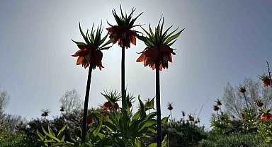 Yüksekova'da ters laleler kendine hayran bıraktı