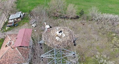 Yuvalarına dönen leylekler kuluçkaya yattı