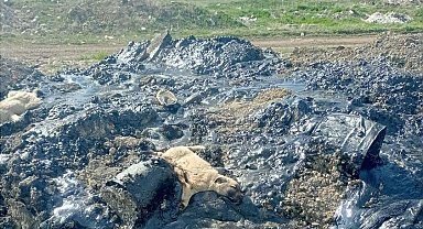 Zifte batan 10 köpek yavrusuna şefkat eli