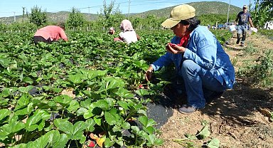 5 dönümle başladı siparişlere yetişemiyor