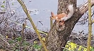 Ağacın dalında dolaşan sincap böyle görüntülendi
