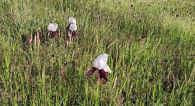 Ağrı Dağı eteklerinde açan kurt kulağı doğaya güzellik katıyor