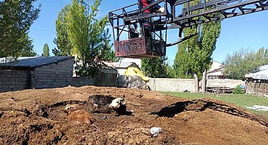 Ağrı'da bataklığa saplanan inekler itfaiye ekipleri tarafından kurtarıldı