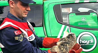 Ağrı'da yaralı halde bulunan baykuş tedavi altına alındı