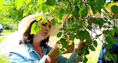 Ani sıcaklık değişimleri dutun merkezini vurdu