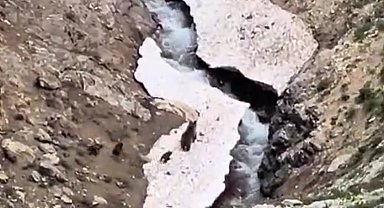 Anne ayı ve yavruları yiyecek ararken görüntülendi