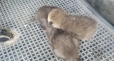 Anneleri telef olan 3 tilki yavrusu su arkında bulundu