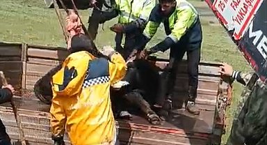 Arazide bitkin haldeki tosunu ekipler kurtardı