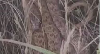 Arazide kenetlenen 2 metrelik yılanı görünce "Ahtapot Necdet" dedi, o anlar güldürdü