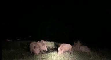 Ardahan'da yaban domuzları tarım arazilerine zarar veriyor