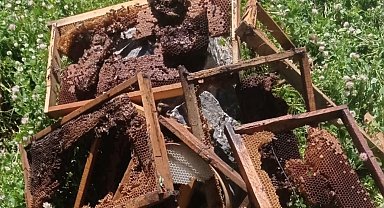 Ayılar bir gecede çok sayıda arı kovanını kırdı, binlerce arı telef oldu