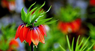 Baharda açan ters laleler Munzur Dağları'na güzellik kattı