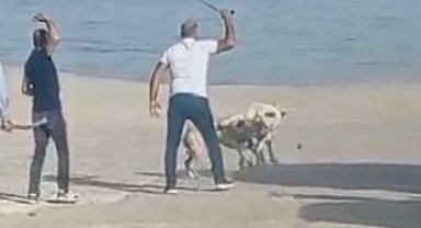 Başı boş köpeklerin kavgasını vatandaşlar sopa ile ayırdı
