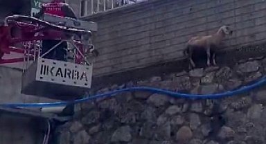 Bingöl'de istinat duvarında mahsur kalan koyun kurtarıldı
