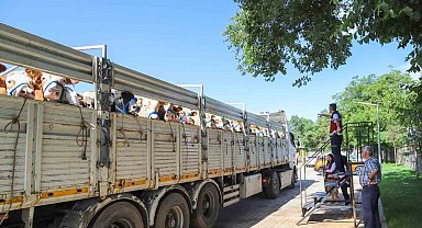 Bingöl'de kurbanlık sevkleri başladı