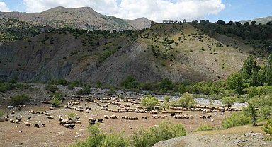 Binlerce koyun Muş yaylalarına doğru yola çıkarıldı