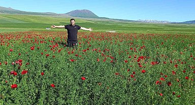 Bitlis'te açmaya başlayan gelincikler görsel şölen sunuyor