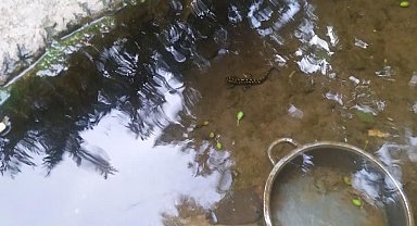 Bitlis'te benekli Anadolu semenderi görüntülendi