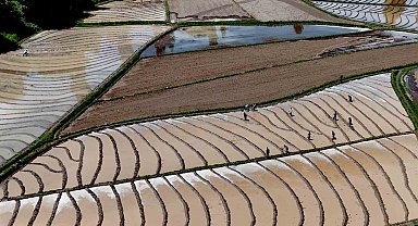 Bitlis'te imece usulü çeltik ekimi başladı