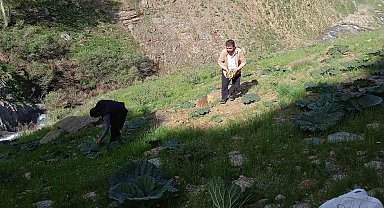 Bitlis'te zorlu yayla muzu mesaisi başladı