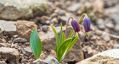 Bu iki çiçeği koparmanın cezası yarım milyon lira