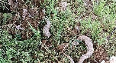 Çapa makinesine takılan 3 metrelik dev yılan paniğe neden oldu