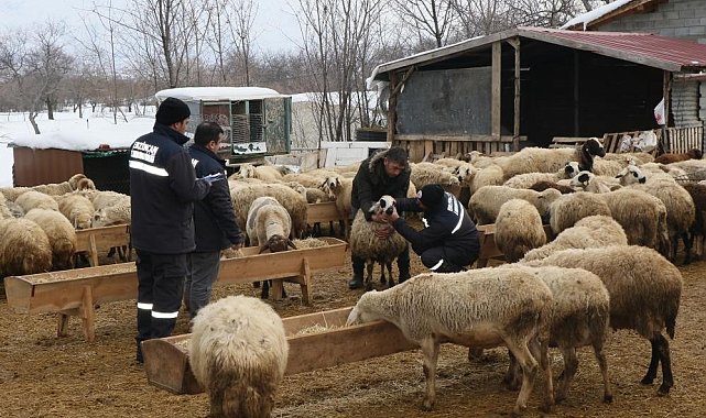 Çayırlı'da küçükbaş hayvanlarda aşılama kampanyası