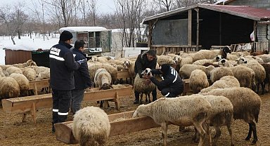 Çayırlı'da küçükbaş hayvanlarda aşılama kampanyası