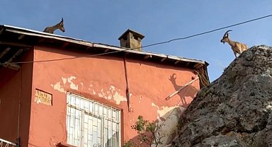 Dağ keçileri artık evlerin çatısına çıkmaya başladı