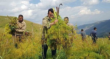 Derecik'te kuzu otu mesaisi