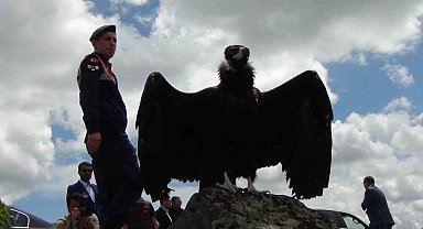 Doğaya bırakılan akbabadan özgürlük pozu