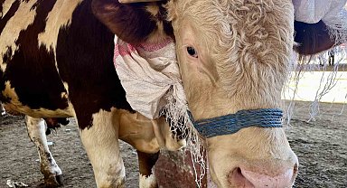 Doğudan batıya kurban sevkiyatı düştü