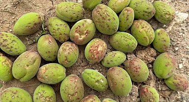 Dolu, kayısı ağaçlarına zarar verdi