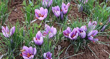 Dünyanın en pahalı baharatını ekti, kilosunu 200 bin liradan satıyor