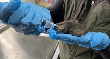 Ebabil şefkatli ellerde hayata tutundu