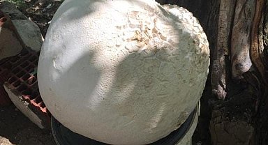 Elazığ'da 13 kilogramlık dev mantar bulundu