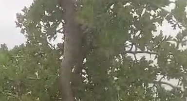 Elazığ'da 3 metrelik dev yılan korkuttu