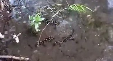 Elazığ'da 'sarı benekli semender' görüldü