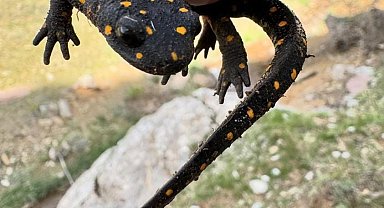 Elazığ'da 'sarı benekli semender' görüldü